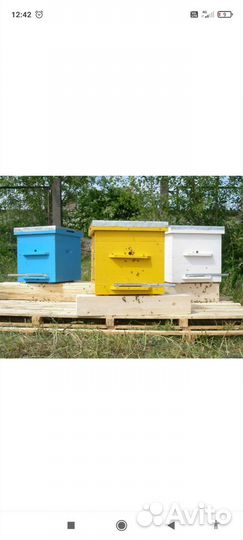 Пчелосемьи с ульями