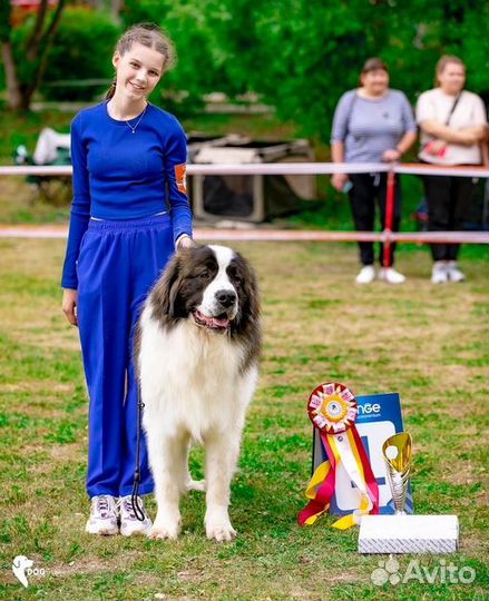 Услуги хендлера