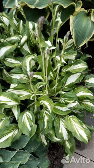 Хоста, примула многолетники