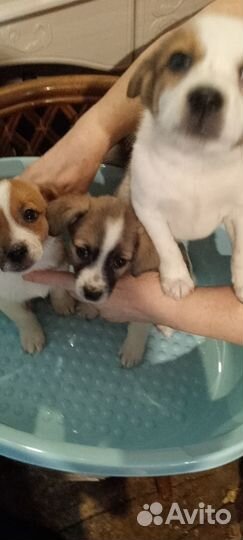 Щенки бесплатно