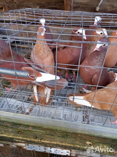 Продажа голубей