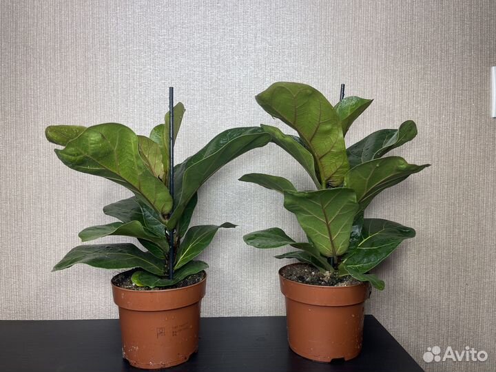 Фикус лирата комнатные цветы