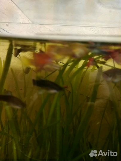 Трава для аквариума Валиснэрия