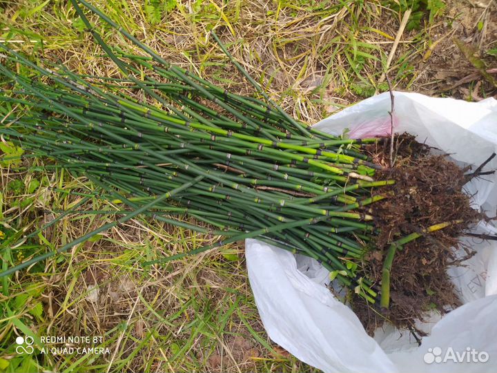Хвощ японский,зимующий, камчатский, бамбук