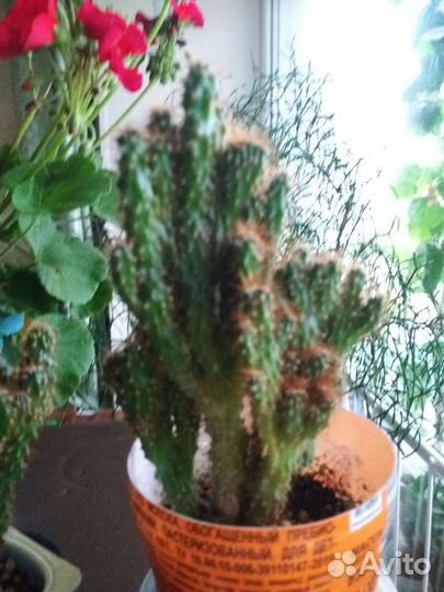 Кактусы и суккуленты