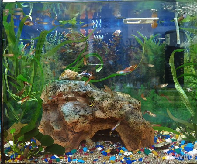 Продам рыбок для аквариума