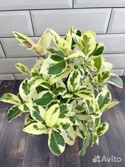 Фикус Микрокарпа Альбомаргината