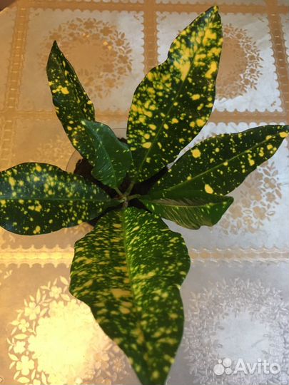 Кротон Голд Сан