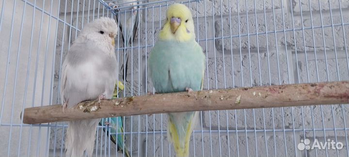 Попугай ввп чех