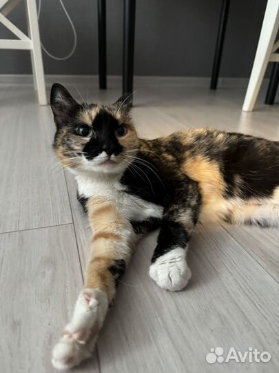 Кошка бесплатно