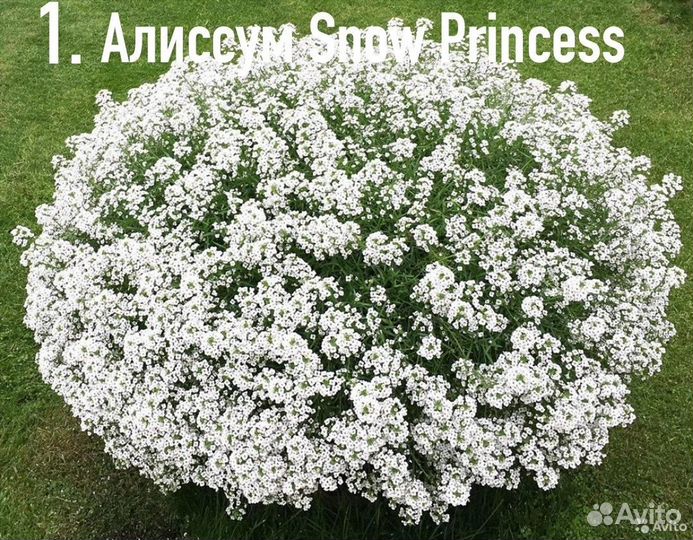 Вегетативные черенки 2024