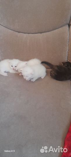 Котята майкун