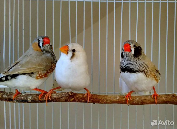 Зебровые и японские амадинчики