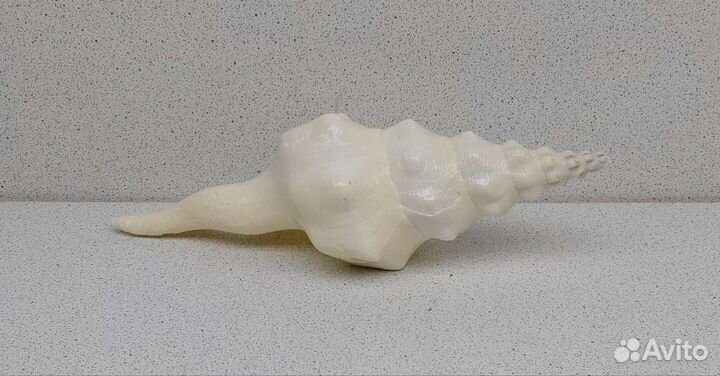 Фусинус Ундатус 17,5 морская ракушка раковина