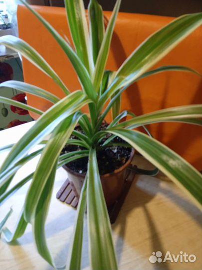 Хлорофитумы