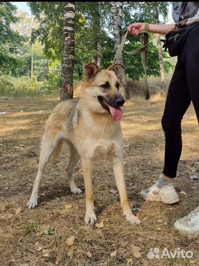 Собака из приюта. Щенок