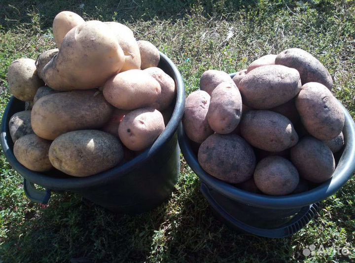 Продам картофель