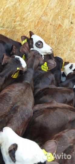 Телята доставка до двора за наш счёт