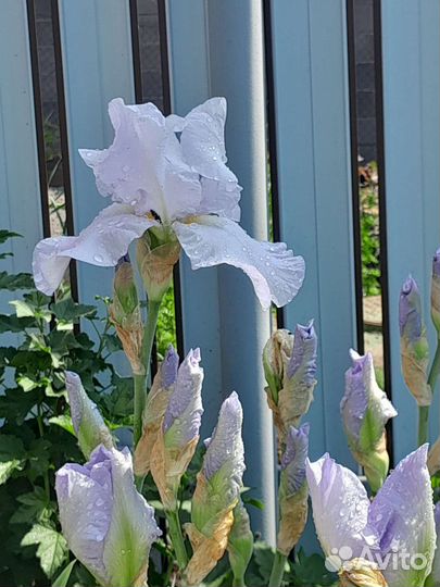 Ирисы бородатые сортовые
