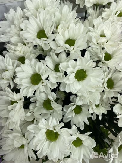 Хризантема