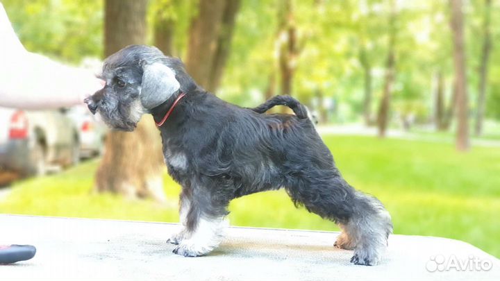 Цвергшнауцеры перец с солью. питомник