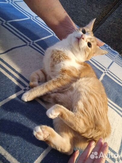 Кошка злата