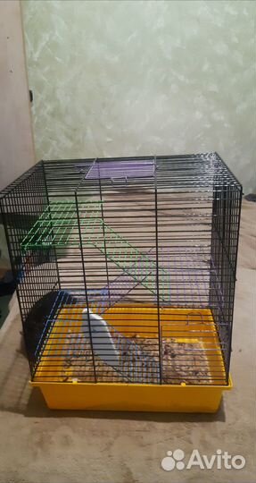Продается клетка с крысой