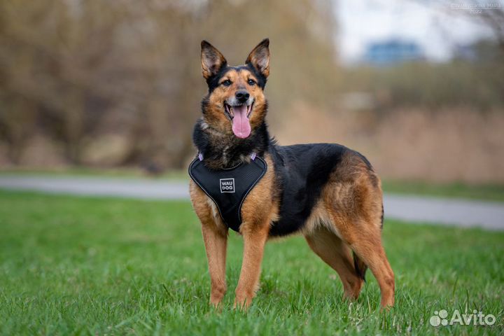 Собака в добрые руки отдам бесплатно