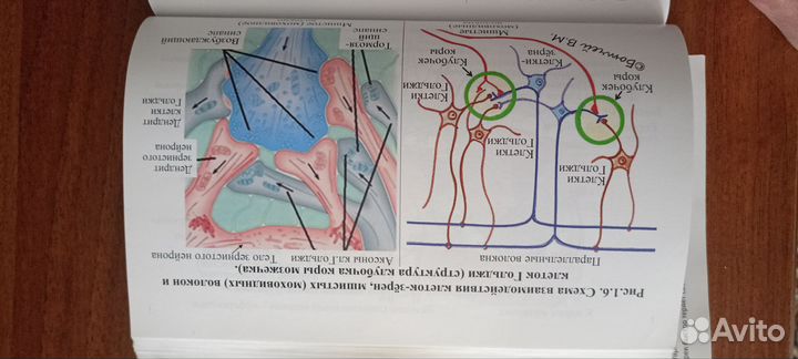 Гистология учебники