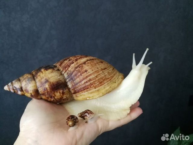 Улитка Ахатина, гигантский вид