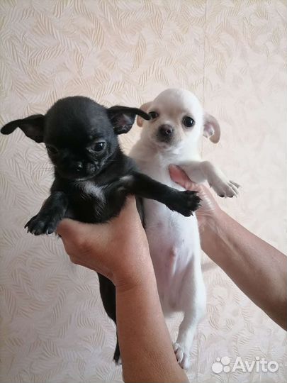 Щенки чихуахуа мальчики