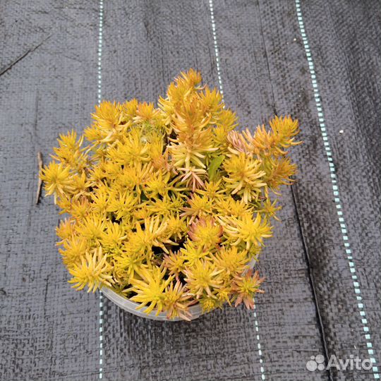 Очиток скальный