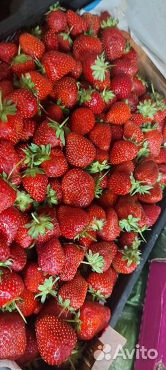 Клубника свежая ягода