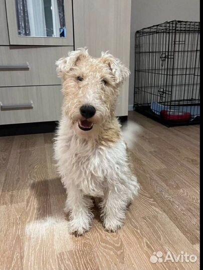 Дрессировка собак с передержкой