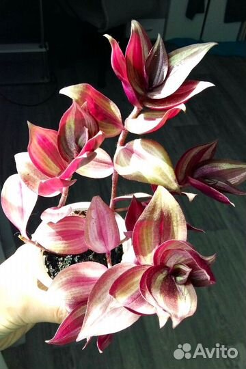 Традесканции - Нанук, Albiflora и Зебрина