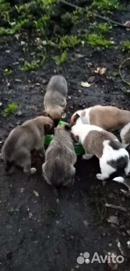 Собаки бесплатно в добрые руки щенки