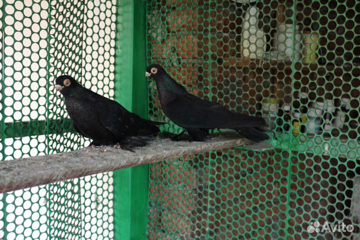 Продам узбекских голубей