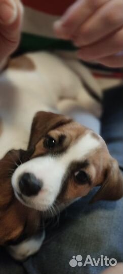 Щенки джек рассел терьер гладкошерстный