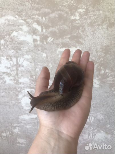 Улитки ахатины