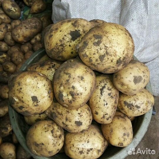 Картофель крупный