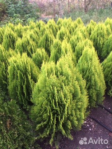 Туя Восточная Аурея Нана золотистая
