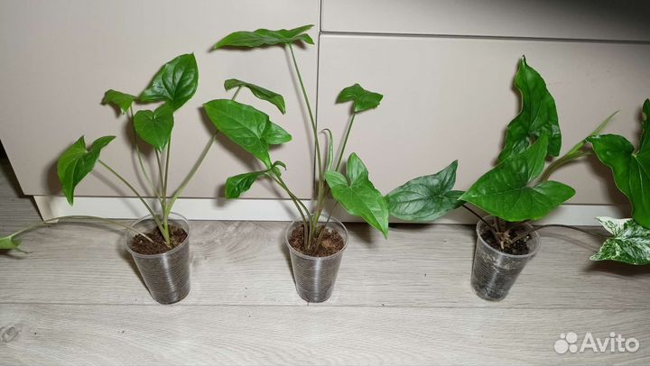 Сингониум Серый призрак,Милк Конфетти