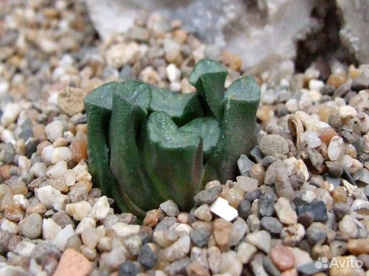 Семена хавортия маугани maughanii 3 шт суккулент