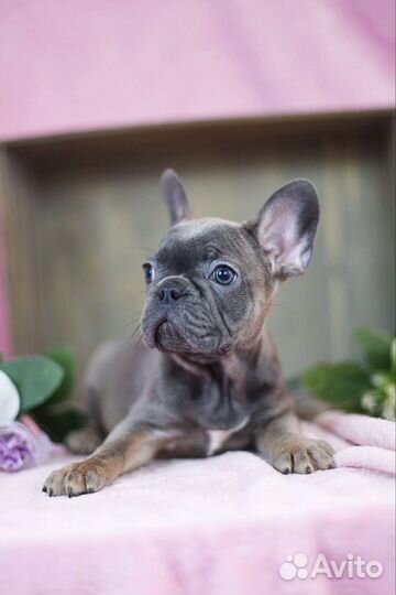 Французский бульдог
