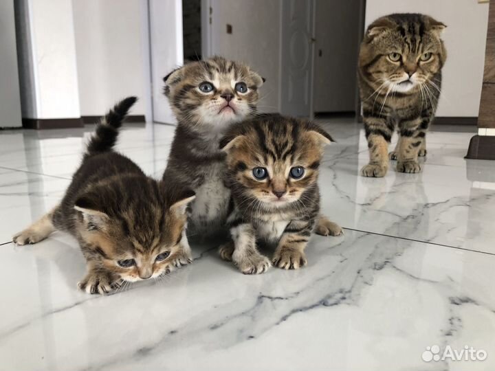 Шотландские котята