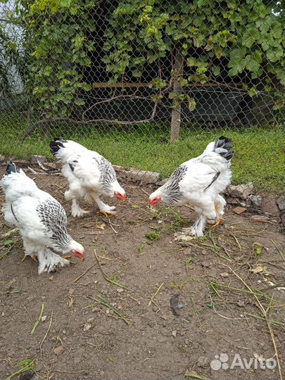 Петухи породы Брама и Кохинхин