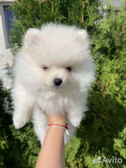 Продам шпица