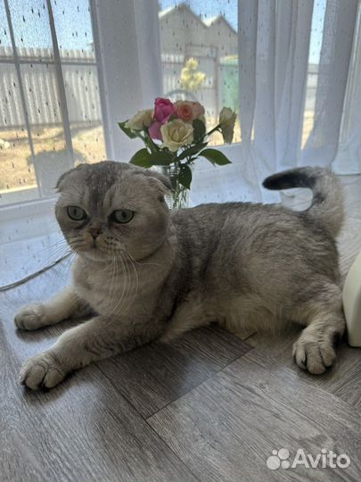 Шотландский вислоухий кот