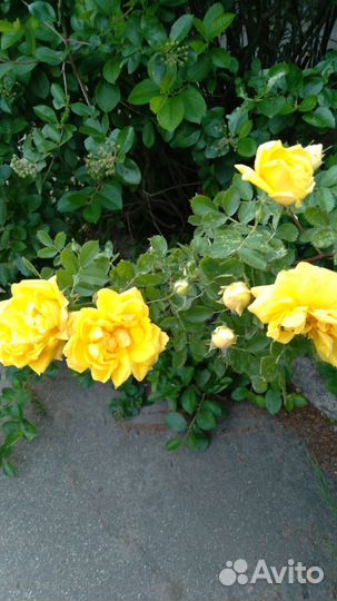 Многолетние цветы, Букеты