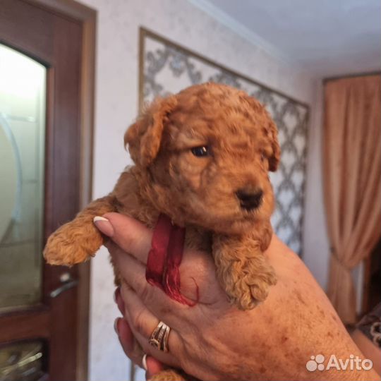 Щенки той пуделя